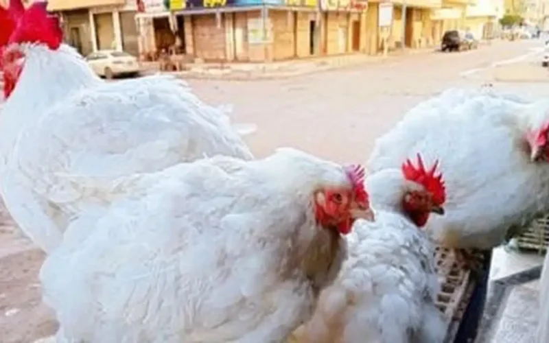 سعر كيلو الفراخ بالقليوبية الثلاثاء 9-12-2025: البيضاء يصل إلى 63 جنيهًا